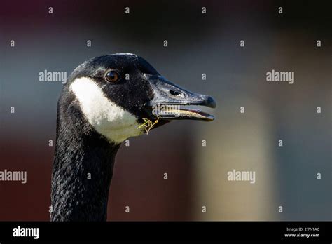 Goose Mouth Open Hi Res Stock Photography And Images Alamy