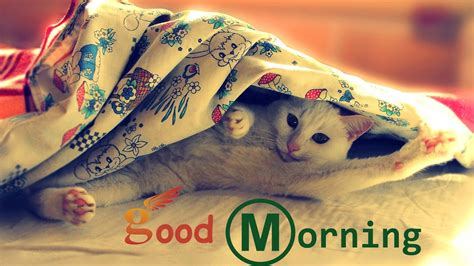 Good Morning Wishes With Cat Pictures Images