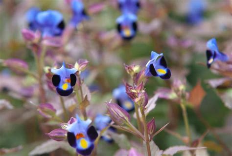 Catalina Flower Meaning And Symbolism Wishbone Flowers Allwaysflower