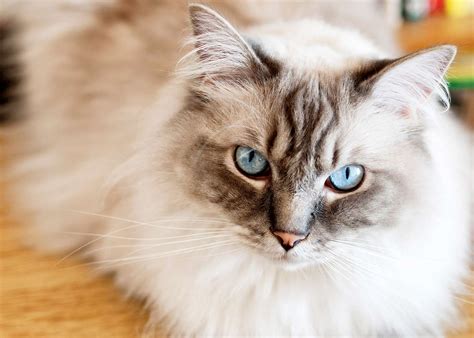 The 10 Most Popular Cat Breeds In The World