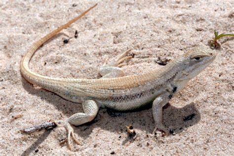 Rare Lizard Is Protected, but Not Put on Endangered List - The New York Times