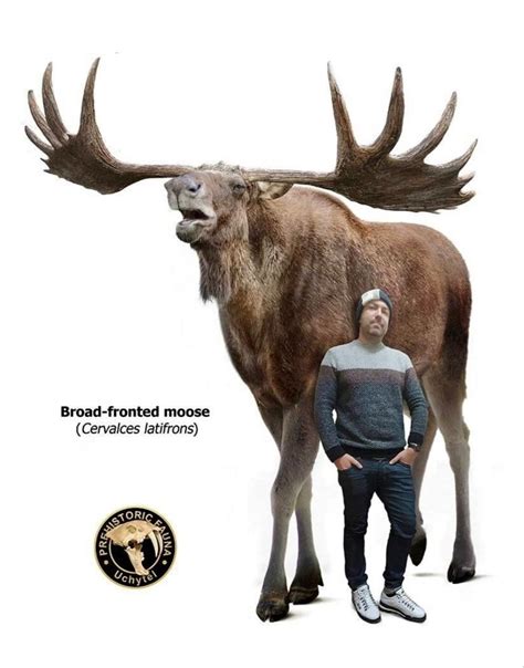 Extinct Broad Fronted Moose