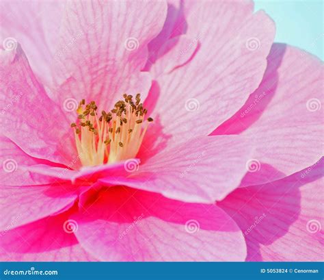Camillia flower stock photo. Image of malvales, winter - 5053824