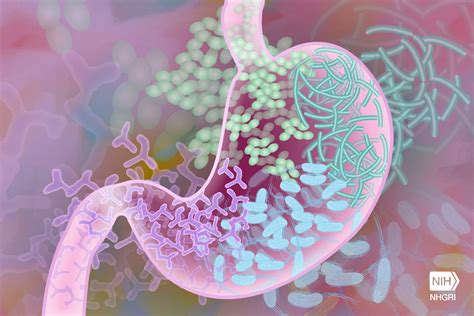 Bacteria Colonize Our Gut During And After Birth New Study Shows Sci