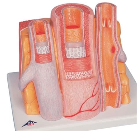 Bio Practical Blood Vessel Diagram Quizlet