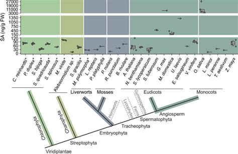 The origin and evolution of salicylic acid signaling and biosynthesis ...