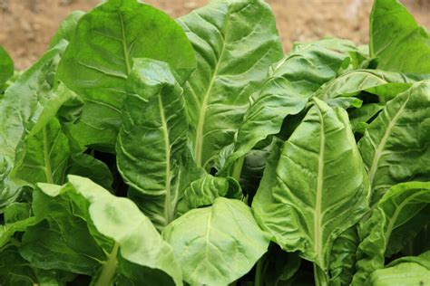 Spinach Perpetual Premier Seeds Direct