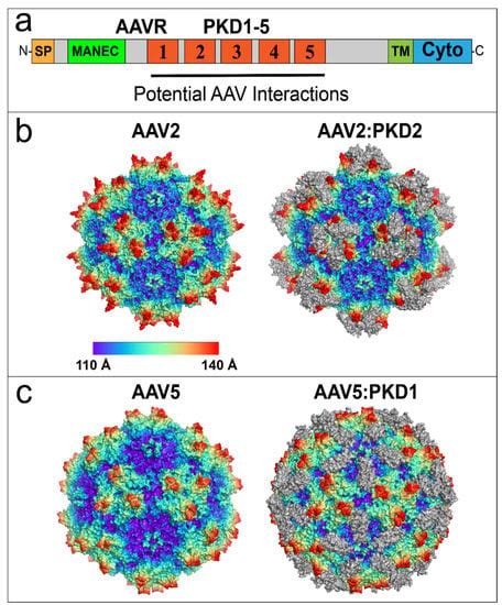 Viruses Free Full Text Adeno Associated Virus Aav Gene Delivery