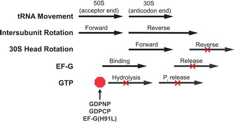 The Role Of Gtp Hydrolysis By Ef G In Ribosomal Translocation Pnas