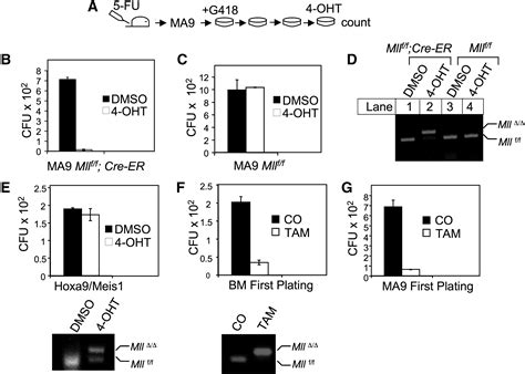 Mll Af9 Induced Leukemogenesis Requires Coexpression Of The Wild Type