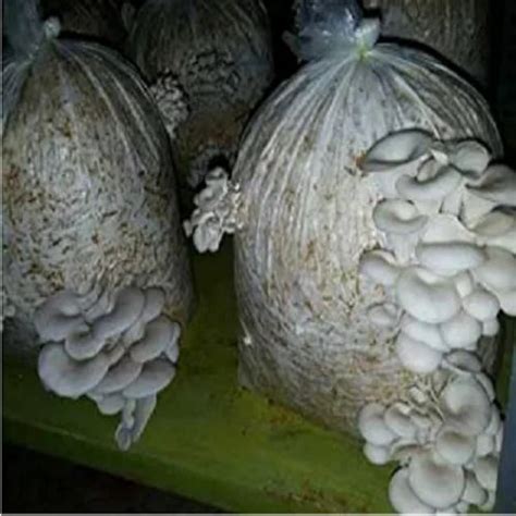 Dry Oyster Mushroom Dry Oyster Mushrooms From Bhopal