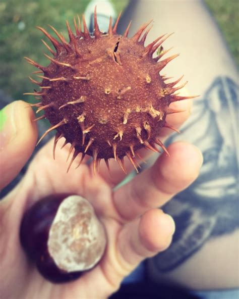 Premium Photo Cropped Image Of Hand Holding Flower