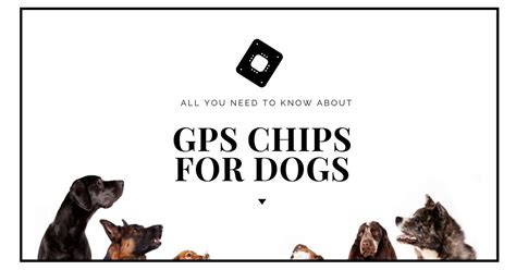 GPS Chips for Dogs: Do They Exist and Alternatives? - Dog Endorsed