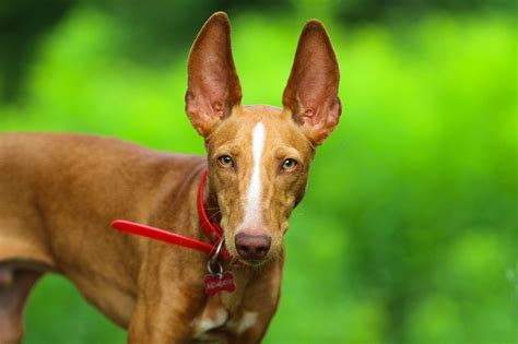 12 Italian Dog Breeds That Make Great Pets Readers Digest