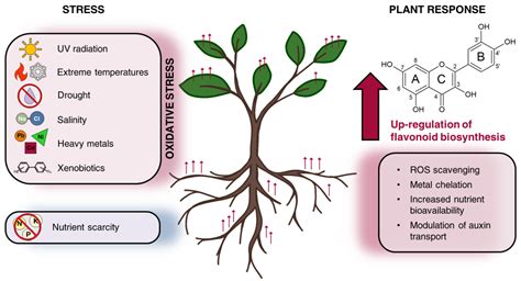 Microorganisms Free Full Text Flavonoids Are Intra And Inter