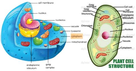 Cytoplasm: Definition, Structure, Functions, Diagram