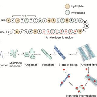 Inhibitors Of Hiapp Aggregation Representative Structures Of A Known