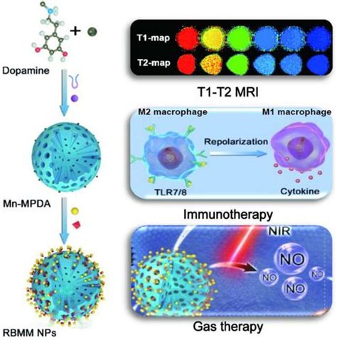 用于t1 T2磁共振成像和肿瘤治疗的锰掺杂介孔聚多巴胺纳米剂 Nano Research X Mol
