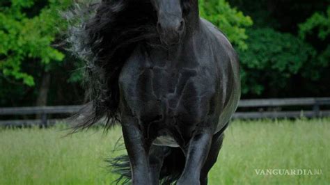 Conoce A Frederik El Grande El Caballo Más Bello Del Mundo