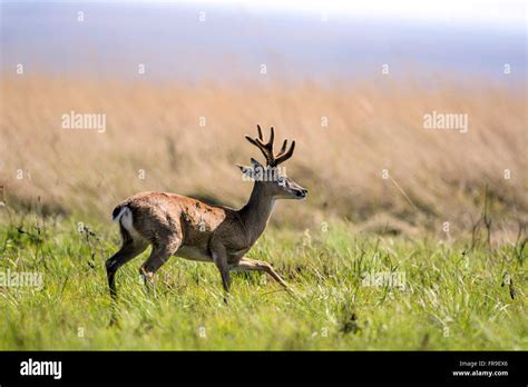 Adult Deer Hi Res Stock Photography And Images Alamy