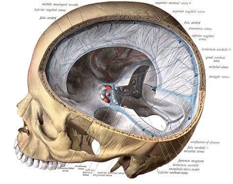 Scalp Cranial Cavity Meninges Dural Cavernous Sinus Flashcard Hot Sex