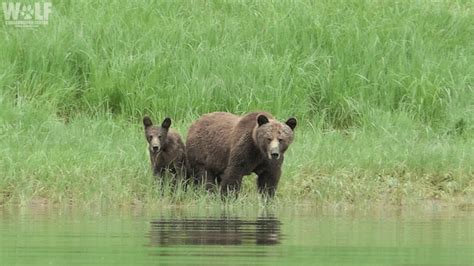 Judge Blocks Grizzly Trophy Hunt | Wolf Conservation Center