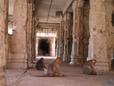 India Monkeys Temple Monkey - Free photo on Pixabay - Pixabay