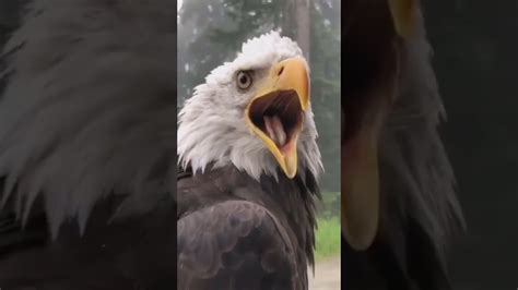 Bald Eagle Screeching At The Top Of Its Lungs We Think This Is Pretty