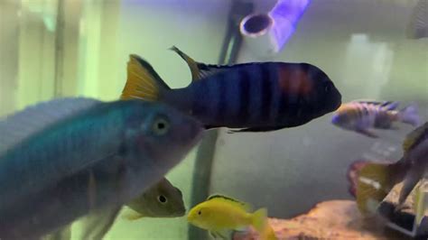 Mpanga Cichlid Youtube