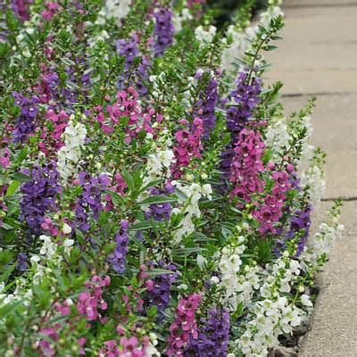 Angelonia Seeds: Angelonias - Annual Flower Seeds