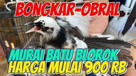 BONGKAR MURAI BATU BLOROK HARGA 900 RB YouTube