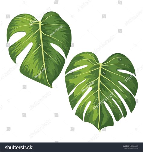 Vector Big Green Leaves Of Tropical Monstera Royalty Free Stock