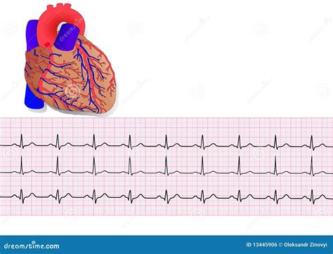 Heartand Electrocardiogram Stock Vector Illustration Of Human Doctor