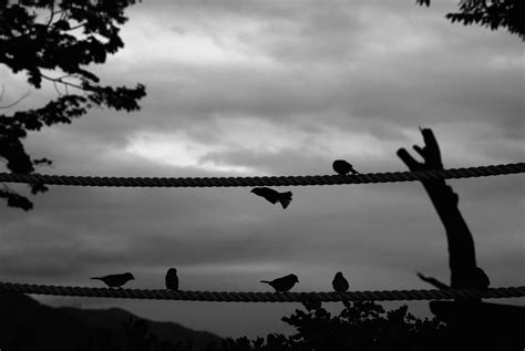 Free Images Silhouette Cloud Black And White Sky Sunset Morning Dusk Evening Darkness