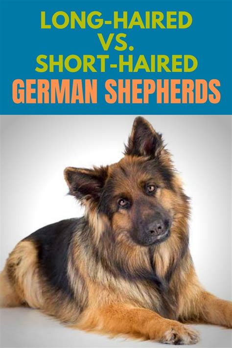 Long Haired Vs Short Haired German Shepherds Fast Facts For