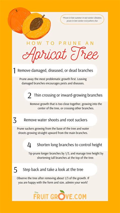 All About Pruning Apricot Trees: When, Why, and How to Do It - The Fruit Grove