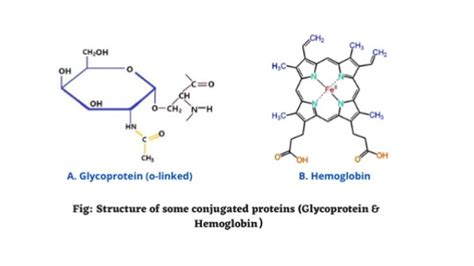 Conjugated Proteins Structure And Functions Science Query