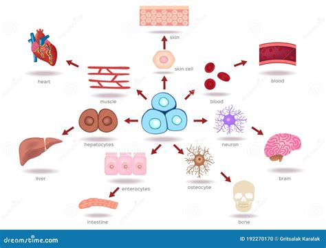 Illustration of the Human Stem Cell Applications Stock Illustration ...