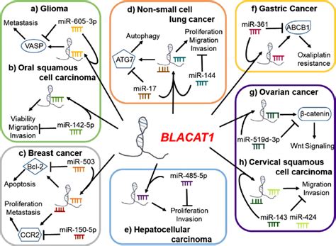 Lncrna Blacat Facilitated Tumor Progression Via Sponging Mirnas In