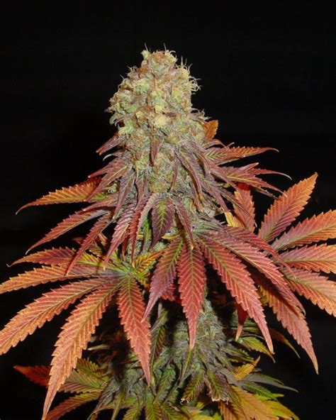 Rock Bud Regular Cannabis Seeds By Soma Seeds Buy Rock Bud Regular