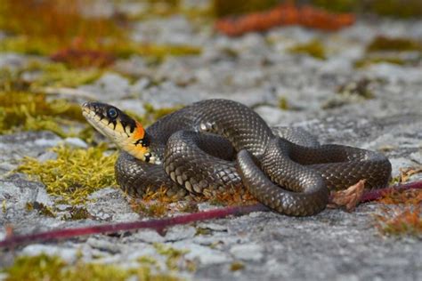 Serpenti In Italia Quali Sono E Come Possiamo Distinguere Quelli