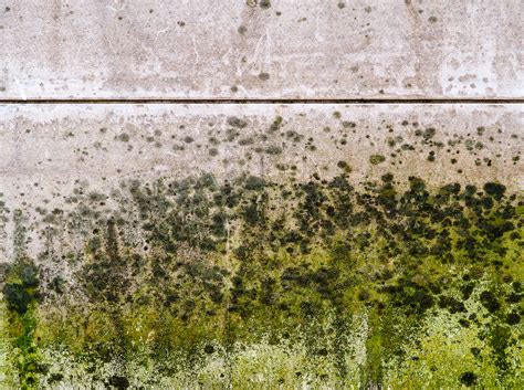 The Most Common Places To Find Mold In Your Michigan Home Exact