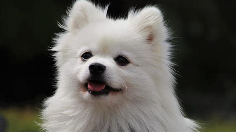 Cómo saber si mi pomerania es de raza Físico y comportamiento