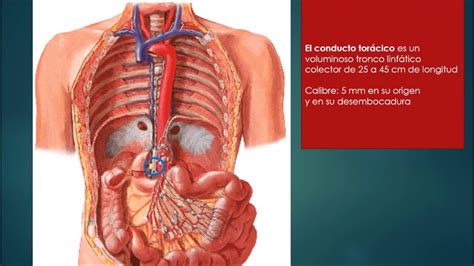 CONDUCTO TORÁCICO PROF DR MARCELINO BRÍTEZ CABRERA YouTube