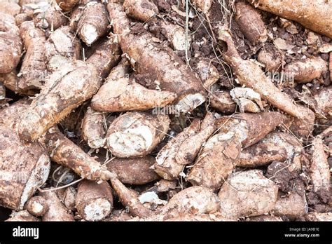 Food Aliment Tree Brown Brownish Brunette Agriculture Farming Harvest Stock Photo Alamy