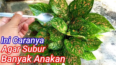 Cara Merawat Aglaonema Agar Beranak Banyak Youtube