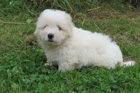 Chiot Coton De Tulear Vasco Des Trois G