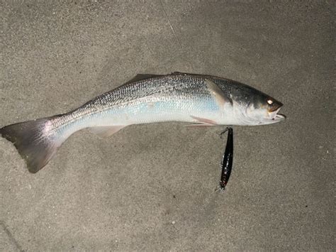 Weakfish Archives - The Fisherman