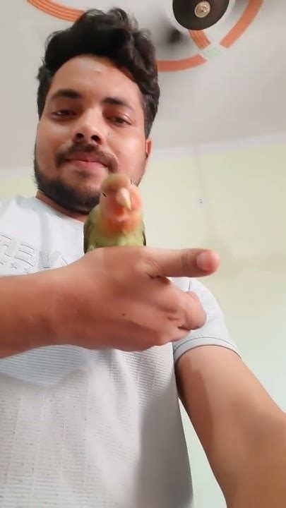 My Cute Love Bird 🐦 💕 Shortvideo Vlog Viral Shorts Lovebirds Parrot Birds Cute