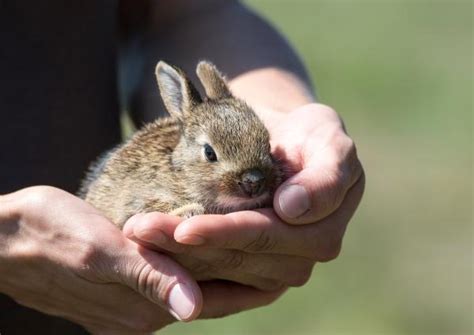 La Coccidiosis En Conejos S Ntomas Y Tratamiento